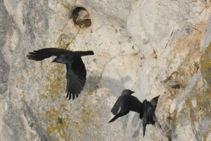 Dohlen brüten am Kletterfels