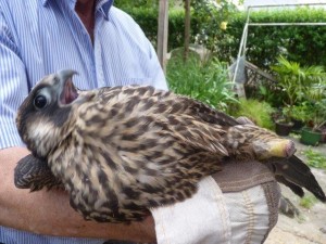 Verletzter Wanderfalke