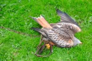 durch-falle-getöteter-rotmilan