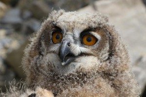 uhu-jungvogel