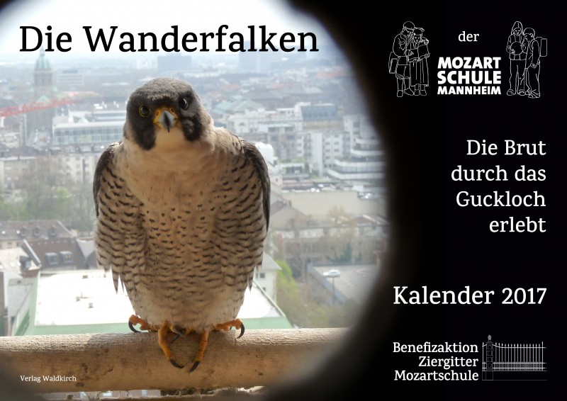 Wanderfalken-Kalender