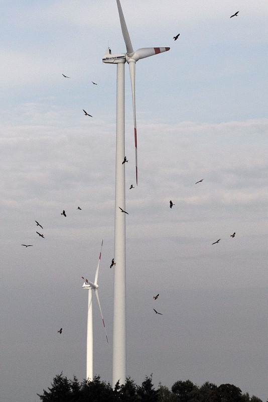 Greifvögel - Milane - umkreisen Rotoren eines Windrads einer Windkraftanlage in einem Windpark